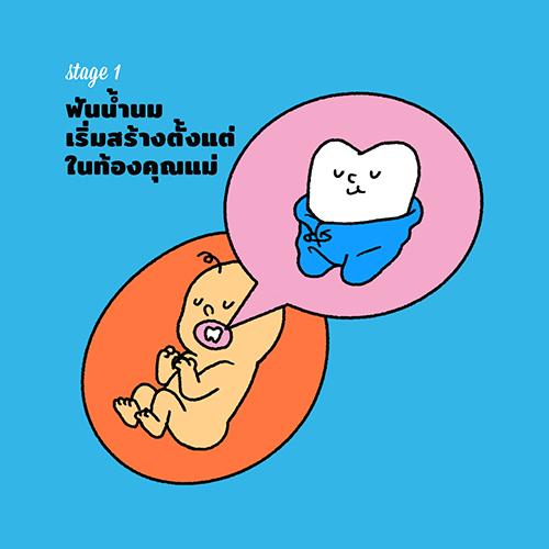curaprox-เข้าใจเรื่องฟันผ่านพัฒนาการลูก