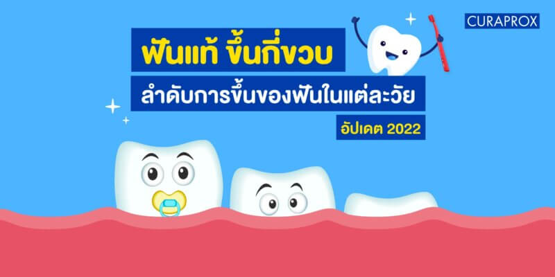 ฟันแท้ ขึ้นกี่ขวบ