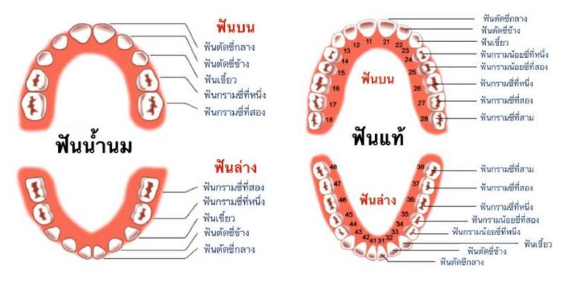 ฟันแท้