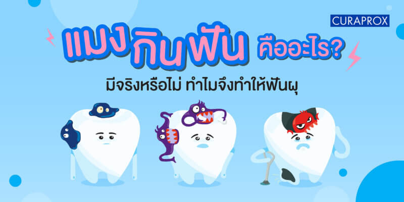 แมงกินฟันคืออะไร มีจริงหรือไม่